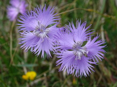 Dianthus