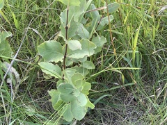 Symphoricarpos occidentalis