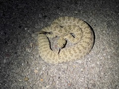 Crotalus viridis