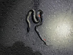 Lampropeltis splendida