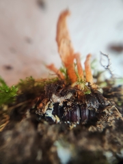 Ophiocordyceps variabilis