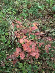 Rubus polonicus