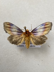 Eulithosia plesioglauca