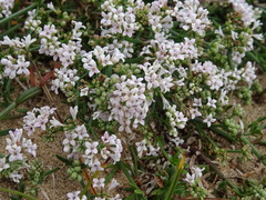 Asperula cynanchica