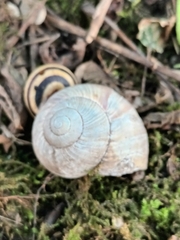 Helix pomatia