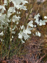 Heliophila juncea
