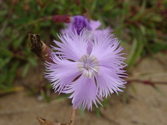 Dianthus