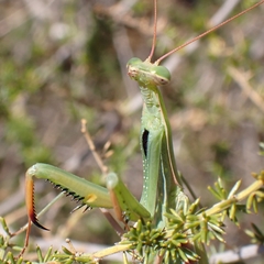 Mantis religiosa religiosa