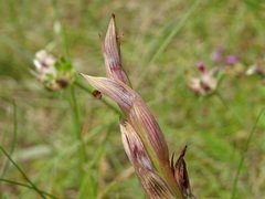 Serapias parviflora