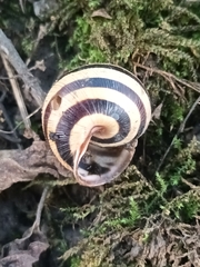 Caucasotachea vindobonensis