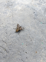 Paradejeania rutilioides