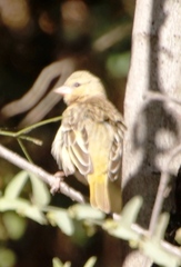 Ploceus
