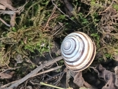 Caucasotachea vindobonensis