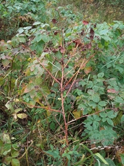 Rubus polonicus