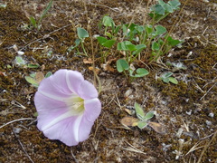 Calystegia soldanella