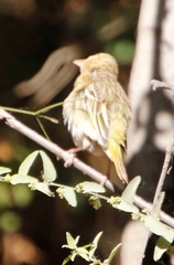 Ploceus