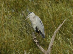 Ardea cinerea cinerea