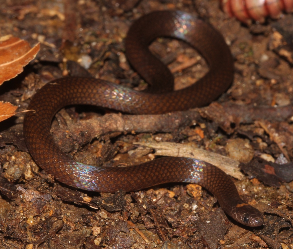 Red Earth Centipede Snake
