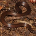 Red Earth Centipede Snake - Photo (c) Alex Rebelo, some rights reserved (CC BY-NC), uploaded by Alex Rebelo