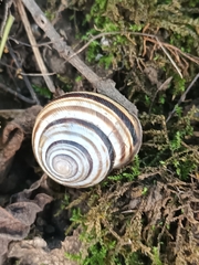 Caucasotachea vindobonensis