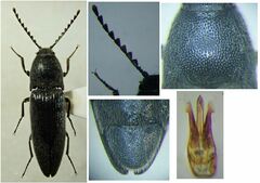 Melanotus tenebrosus