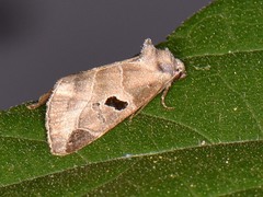 Plagiomimicus pityochromus