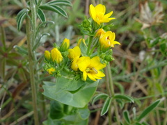 Blackstonia perfoliata