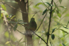 Saucerottia beryllina