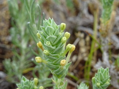Crucianella maritima