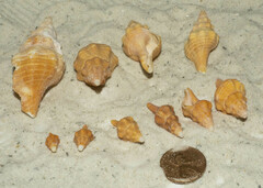 Triplofusus giganteus