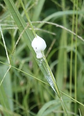 Lepyronia quadrangularis