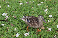 Anas platyrhynchos × wyvilliana