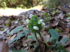 Prunella laciniata