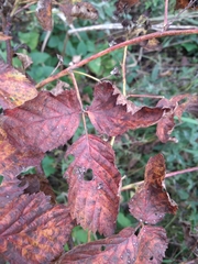 Rubus polonicus