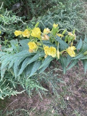Oenothera biennis