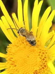 Halictus subauratus