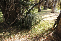 Dracaena pearsonii image