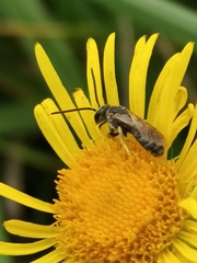 Halictus subauratus