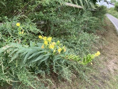 Oenothera biennis