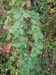 Rubus polonicus