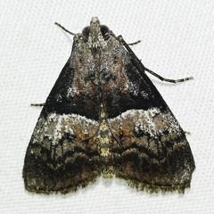 Pococera robustella