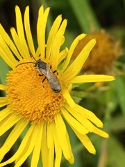 Halictus subauratus