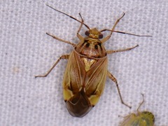 Lygus lineolaris