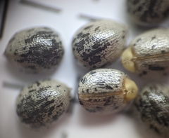 Croton glandulosus septentrionalis