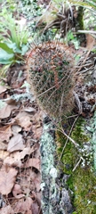 Cactaceae