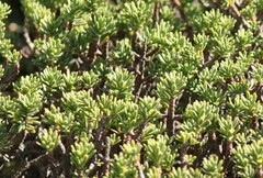 Thymelaea tinctoria