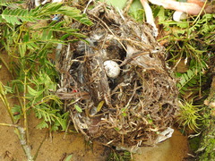 Pitangus sulphuratus
