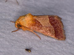 Schinia varix
