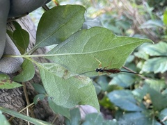 Dolichomitus irritator