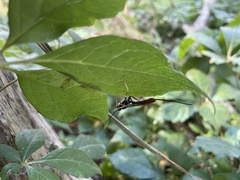 Dolichomitus irritator